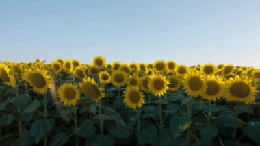 Yaz güneşinde ayçiçeği tarlasının güzel ekran koruyucu statik arkaplan çekimi. Yaz sonu konseptiyle hasat et. Parlak ve renkli doğa renkleri