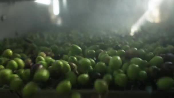 Ernte Reife Oliven Die Auf Einem Fabrikband Verarbeitet Werden Prozess — Stockvideo