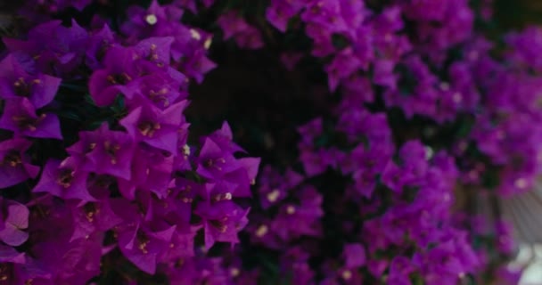 Bellissimi Fiori Viola Fiore Primo Piano Luminosi Fiori Cespuglio Sfondo — Video Stock