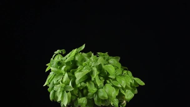 Fresh Basil Plant Spinning Black Background — Stock Video