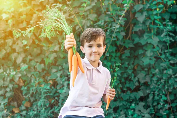 Happy Green Eyed Boy Showing Bunch Carrots Healthy Eating Concept — Stock Photo, Image