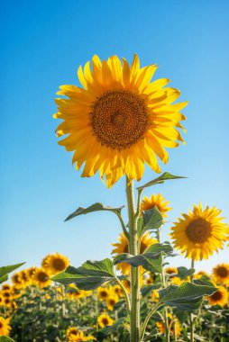Çiftlikteki güzel sarı bir ayçiçeğinin dikey görüntüsü. Ayçekirdeği ve ayçiçeği yağı hasat ediyorum.