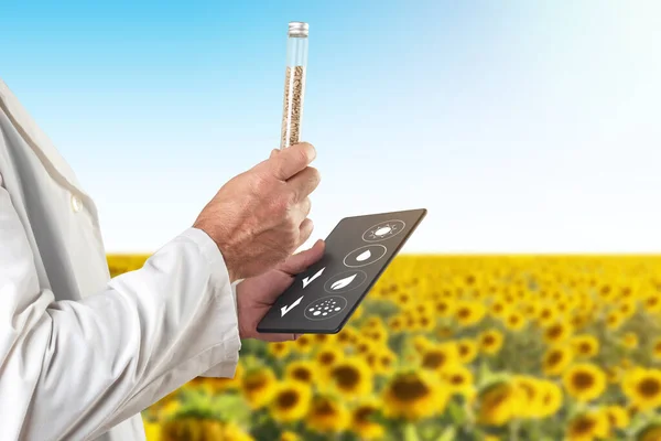 Quality inspector recording on a tablet the quality of a sample of sunflower seeds to check the result of the harvest in a sunflower plantation