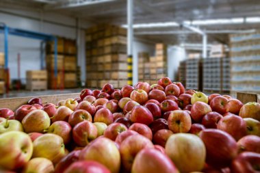 Bir kabın içinde olgun sulu kırmızı elmalar. Büyük depo üretim tesisleri - sınıflandırma, paketleme ve ürün depolama.