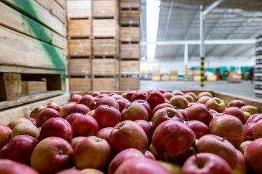Bir kabın içinde olgun sulu kırmızı elmalar. Büyük depo üretim tesisleri - sınıflandırma, paketleme ve ürün depolama.