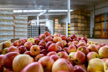 Bir kabın içinde olgun sulu kırmızı elmalar. Büyük depo üretim tesisleri - sınıflandırma, paketleme ve ürün depolama.