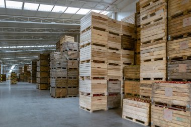 Elektrikli forkliftteki çalışan olgun elmalarla dolu konteynırı soğutucusuz bir depolama kamerasının içine taşıyor. Büyük depo üretim tesisleri - sınıflandırma, paketleme ve ürün depolama.