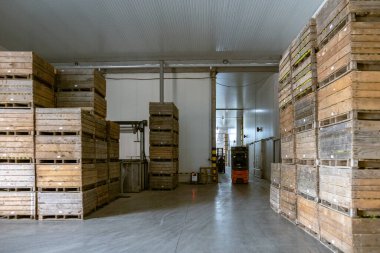 Havasız bir buzdolabı sebze ya da meyve. Elektrikli forklift konteynırı hareket ettiriyor. Büyük depo üretim tesisleri - sınıflandırma, paketleme ve ürün depolama.
