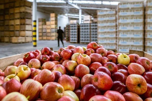 Maçãs Vermelhas Suculentas Maduras Recipiente Instalações Produção Grandes Armazéns Classificação — Fotografia de Stock