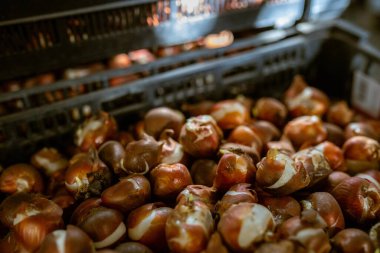 Kutudaki lale soğanları. Sıcaklık ve nem kontrolü olan bir depo. Toptan ve perakende çiçek satışı. Mevsimlik eşyalar.