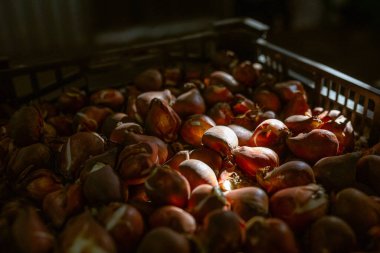 Kutudaki lale soğanları. Sıcaklık ve nem kontrolü olan bir depo. Toptan ve perakende çiçek satışı. Mevsimlik eşyalar.