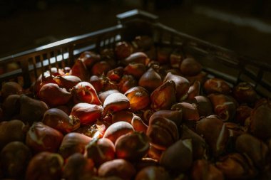Kutudaki lale soğanları. Sıcaklık ve nem kontrolü olan bir depo. Toptan ve perakende çiçek satışı. Mevsimlik eşyalar.