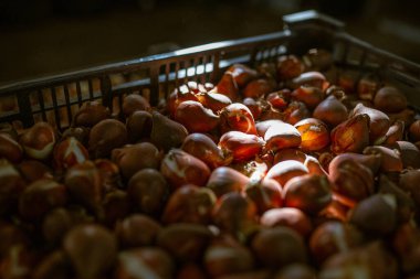 Kutudaki lale soğanları. Sıcaklık ve nem kontrolü olan bir depo. Toptan ve perakende çiçek satışı. Mevsimlik eşyalar.