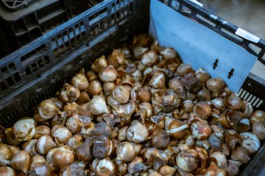 Kutudaki lale soğanları. Sıcaklık ve nem kontrolü olan bir depo. Toptan ve perakende çiçek satışı. Mevsimlik eşyalar.