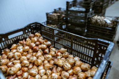 Kutudaki lale soğanları. Sıcaklık ve nem kontrolü olan bir depo. Toptan ve perakende çiçek satışı. Mevsimlik eşyalar.