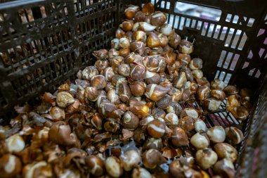 Kutudaki lale soğanları. Sıcaklık ve nem kontrolü olan bir depo. Toptan ve perakende çiçek satışı. Mevsimlik eşyalar.