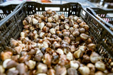 Kutudaki lale soğanları. Sıcaklık ve nem kontrolü olan bir depo. Toptan ve perakende çiçek satışı. Mevsimlik eşyalar.