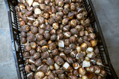 Kutudaki lale soğanları. Sıcaklık ve nem kontrolü olan bir depo. Toptan ve perakende çiçek satışı. Mevsimlik eşyalar.