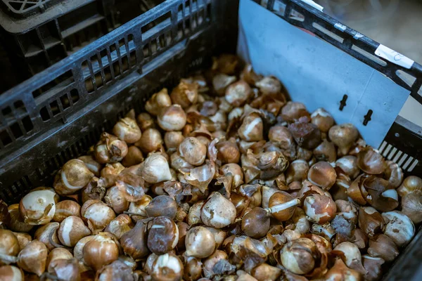 Kutudaki lale soğanları. Sıcaklık ve nem kontrolü olan bir depo. Toptan ve perakende çiçek satışı. Mevsimlik eşyalar.