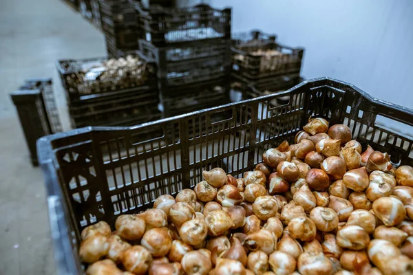 Kutudaki lale soğanları. Sıcaklık ve nem kontrolü olan bir depo. Toptan ve perakende çiçek satışı. Mevsimlik eşyalar.