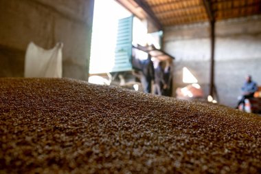 Değirmen deposunda buğday taneleri ya da tahıl asansöründe. Gıda pazarlarının ana emtia grubu..