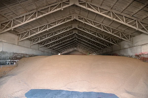 Stapelweise Weizenkörner Der Mühle Oder Getreidelager Die Wichtigste Rohstoffgruppe Auf — Stockfoto