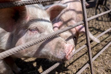 Domuz çiftliğinde otlayan pis domuzlar. Doğal organik domuz yetiştiriciliği. Çiftçilik. Üreme. Burnunu yaklaştır.