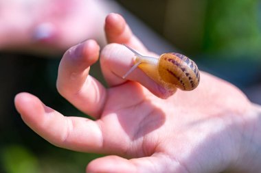 Salyangoz çiftliği. Helix aspersa muller veya Cornu aspersum gibi yenilebilir yumuşakçaların endüstriyel yetiştirilmesi. Salyangoz parmağında sürünür..