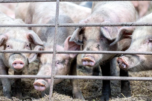 Грязные Свиньи Пасутся Свиноферме Естественное Органическое Разведение Свиней Фермерство Разведение — стоковое фото