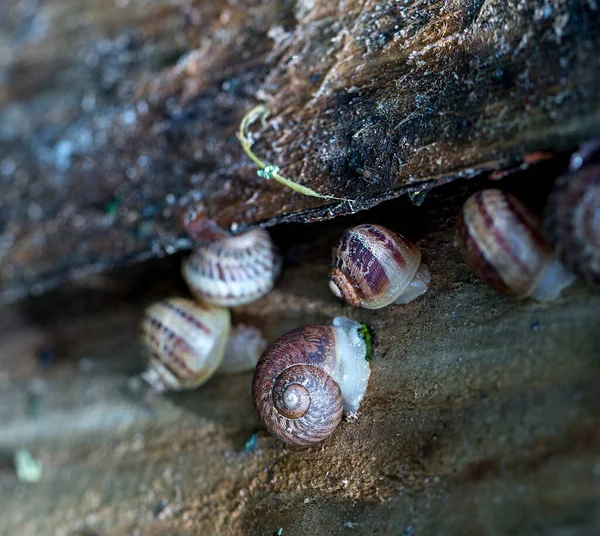 Une Ferme Escargots Culture Industrielle Mollusques Comestibles Espèce Helix Aspersa — Photo