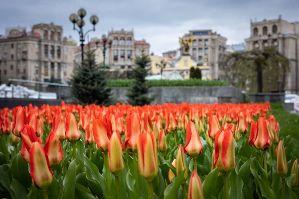 Królestwo Niderlandów Podarowało Kijowowi Sto Tysięcy Żarówek Tulipanowych Pamięci Wyczynu — Zdjęcie stockowe