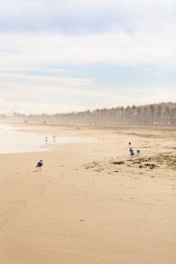 İspanya, Valencia 'daki Malvarrosa' nın güneşli sonbahar plajında yaz atmosferi. Deniz kuşları deniz kuşlarını cezbeder. Dalgalar boyunca yumuşak kumlarda yumuşakçaları aramak için acele etmezler..