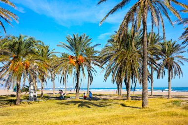 Valencia, İspanya 'da Malvarrosa' nın güneşli sonbahar plajlarında yaz titreşimleri. Deniz kıyısında palmiye ağaçları olan uzun bir set caddesi, tatilcileri köpüklü dalgalar boyunca yapayalnız yürüyüşlere çeker.