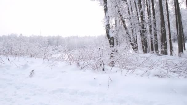 Красивий зимовий пейзаж з засніженими деревами — стокове відео