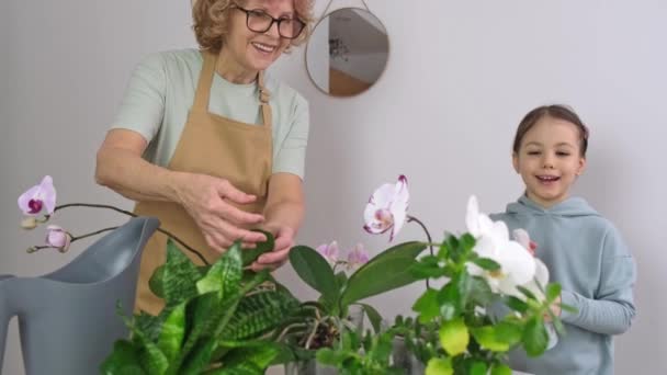 Yaşlı ve çocuklu kadın orkidelerini ilaçlıyor. — Stok video