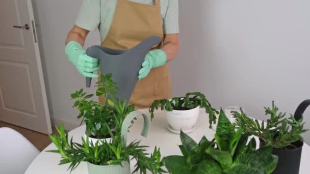 Las manos de la mujer están regando la planta — Vídeo de stock