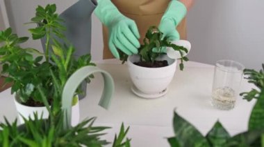 Kıdemli kadın Çiçek Evi 'yle ilgileniyor.