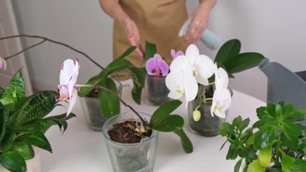 Mujer mayor está rociando para orquídeas de la planta de la casa — Vídeo de stock