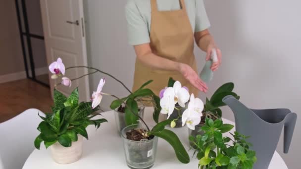 As mãos das mulheres sênior estão pulverizando para orquídeas da planta da casa — Vídeo de Stock