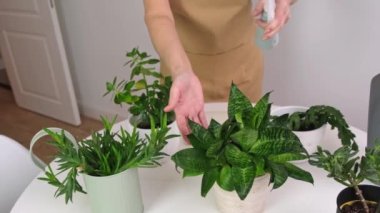 Yaşlı kadınların elleri Bitki Evi için sprey sıkıyor.