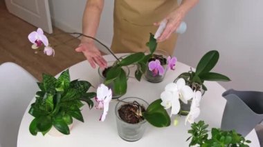 Yaşlı kadınların elleri House Plant orkideleri için sprey sıkar.