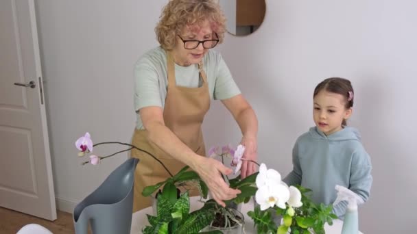 Çocuklu yaşlı kadın orkidelerinin tadını çıkarıyor. — Stok video