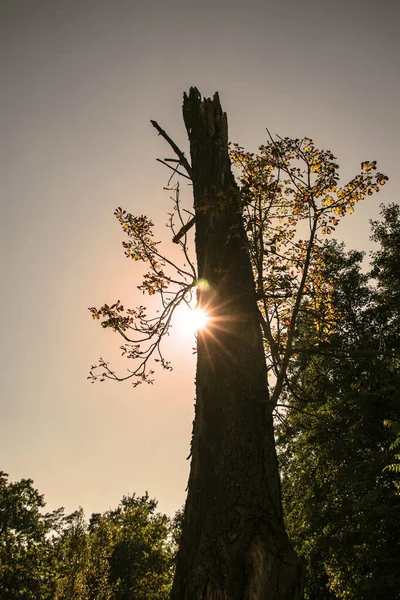 Večerní Slunce Schované Stromem Hraje Námi Paprsky Teplé Broskvové Barvy — Stock fotografie