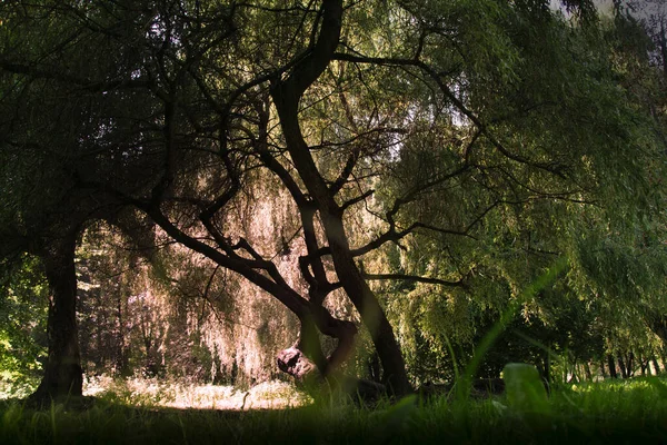 Karamel Gekleurde Zonnestralen Breken Door Schaduw Van Bomen Stadstuin Het — Stockfoto