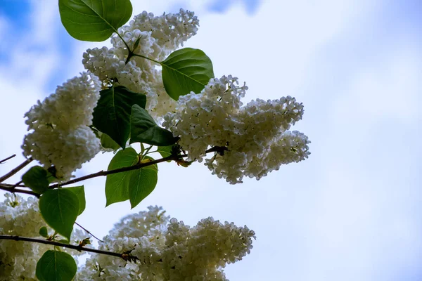 Bottom View Young White Lilac Branches Sky — Stock Photo, Image