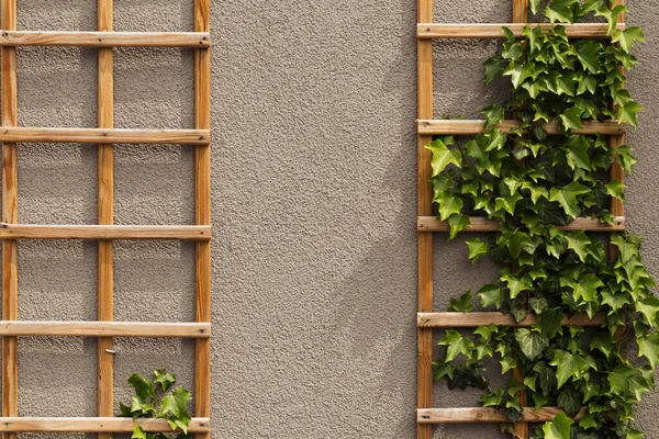 Moldura Madeira Entrelaçada Com Hera Parede Pedra Edifício — Fotografia de Stock