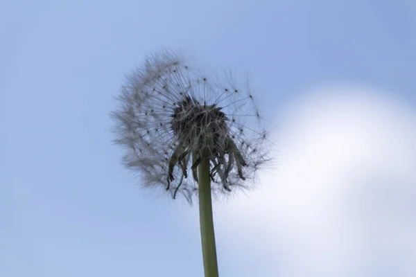 Mælkebøtte Close Mod Himlen - Stock-foto