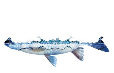 Balık silueti. Balık ve su manipülasyonu. Kırpma yolu ile. Su tasarrufu için enerji.