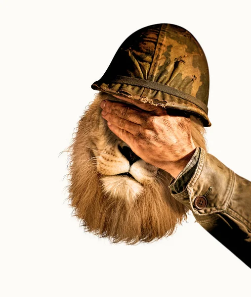 Soldado Leão Ferido Leão Ferido Capacete Militar Soldado Leão Ferido — Fotografia de Stock