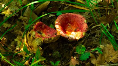 Ormanda yabani mantar. Kırmızı mantar. Yakın plan. Zehirli mantar..